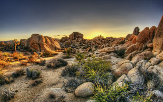 Desert rocks plants sunset background - a desert scene free wallpaper