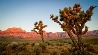Cactus desert mountains sunset dawn - ansel adams free wallpaper for desktop