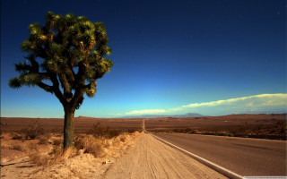Lone tree desert road night - cinematic landscape free wallpaper for desktop