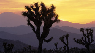 Large cactus tree mountain sunset - ansel adams free wallpaper