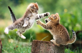 Kittens playing tree stump grass - action scene free wallpaper