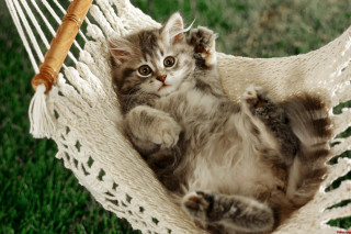 Kitten hammock grass stick paw - a hammock free wallpaper