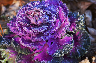 Purple green plant leaves ground - plant free wallpaper