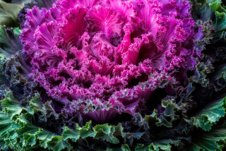 Purple green cabbage plant close - neofauvism free wallpaper for desktop