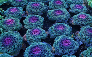 Purple green fractal flowers glowing - a circle free wallpaper