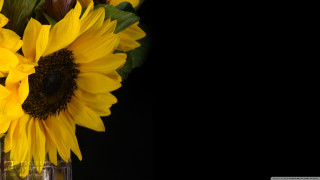 Vase sunflowers yellow black background - a black background behind free wallpaper