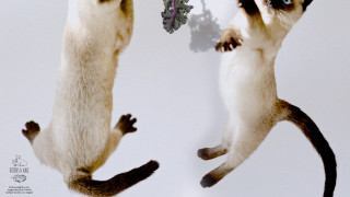 Jumping animals tails spread paws - free dogs wallpaper for desktop