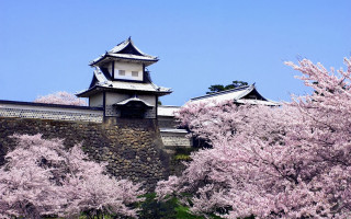 Castle tower cherry blossoms trees - japan free wallpaper