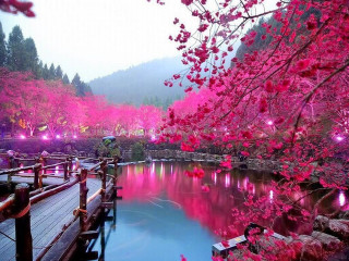 Wooden bridge river pink flowers - a small pond free wallpaper