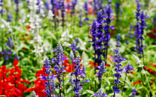 Field flowers red purple blue - betty merken free wallpaper
