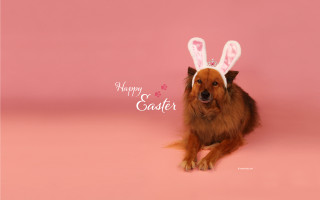 Dog bunny hat pink background - animal free wallpaper for desktop