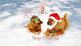 Dogs christmas hats snow merry - two dog free wallpaper for desktop