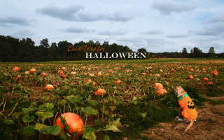 Pumpkin field great halloween sign - cindy wright free wallpaper