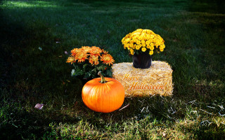Pumpkin vase flowers hay bale - a hay bale free wallpaper