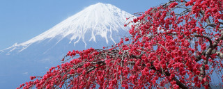 Tree red flowers snow capped - japan aya goda free wallpaper