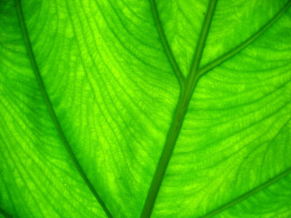 Green leaf closeup white background 2 - a green leaf free wallpaper