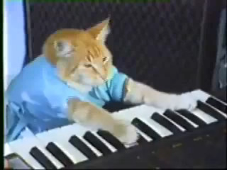 Cat playing keyboard blue shirt - a keyboard free wallpaper