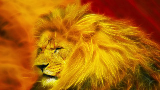 Lion yellow mane red background - red background free wallpaper