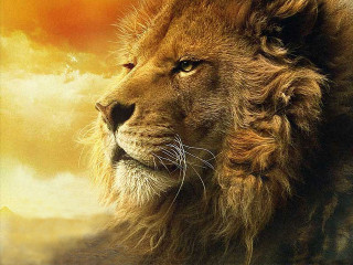 Lion sunset sky clouds furry - the sky behind free wallpaper