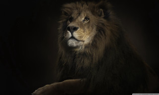 Lion sitting dark eyes open - a lion free wallpaper