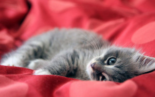 Kitten red blanket eyes open - vanita free wallpaper