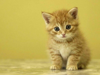 Kitten sad looking table wall - top of a table next free wallpaper for desktop