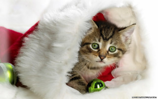 Cat peeking christmas hats green - happening free wallpaper