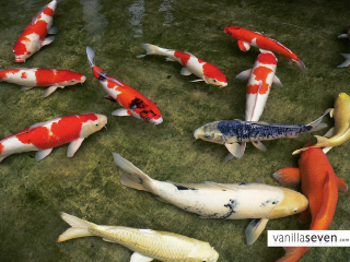 Fish swimming pond water caption 2 - photorealistic imagery free wallpaper