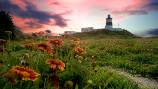Field flowers lighthouse sunset pink - a lighthouse in the background free wallpaper