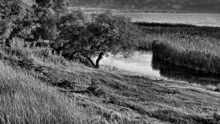 Black white tree river mountains - adobe lightroom free wallpaper