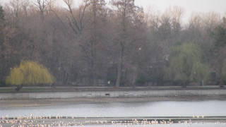 Flock birds lake forest trees - andrei rublev free wallpaper for desktop