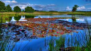 Pond lily pads grass blue - a pond free wallpaper