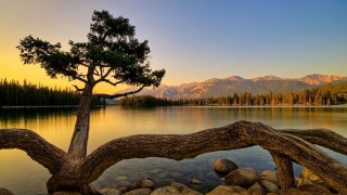 Tree lake mountains sunset dawn - single free wallpaper for desktop