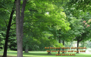 Park trees bibleverse love nature - the picture free wallpaper for desktop