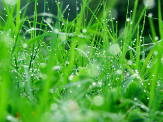 Grass water droplets macro blurry 2 - a blurry background of grass free wallpaper