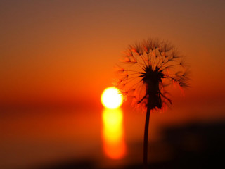Dandelion sunset blurry sky water - a dandelion free wallpaper for desktop