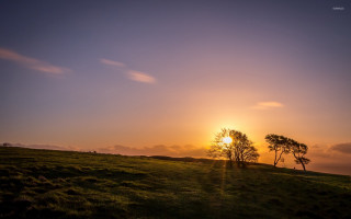 Sunset grassy field trees hills - grassy free wallpaper for desktop