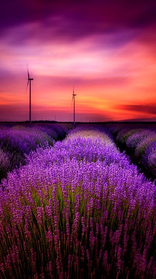 Lavender field windmills sunset countryside - free summer wallpaper for mobile