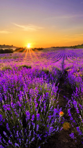 Lavender field sunset purple sky - free summer wallpaper for mobile