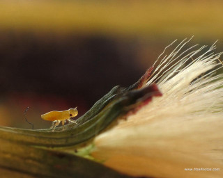 Insect flower white hair yellow - back end free wallpaper for desktop