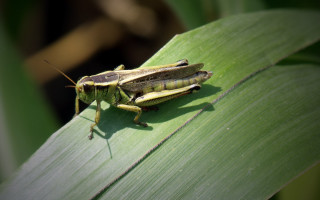 Bug leaf sun sunny day - cricorps grégoire free wallpaper for desktop