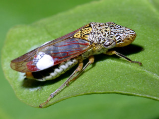 Bug white patch green leaf - its back end free wallpaper