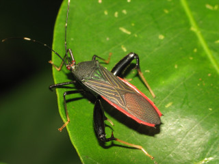 Bug green leaf camera close - close free wallpaper