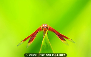 Red insect green leaf dewdrops - focus free wallpaper for desktop