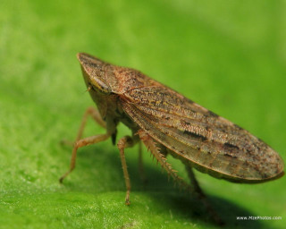 Bug green leaf macro nature - a blurry background of grass free wallpaper