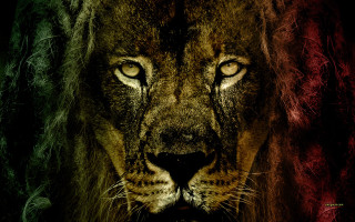Lion long mane glowing eyes - a long mane free wallpaper for desktop