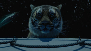 Tiger staring camera fish background - a scene free wallpaper for desktop