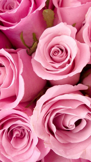 Pink roses closeup green leaves - ammi phillips free wallpaper for mobile