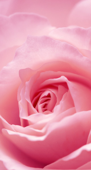 Pink rose closeup white background - cindy wright free wallpaper for mobile