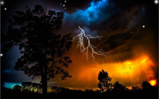 Tree lightning bird flying night - a lightning bolt in the sky above free wallpaper